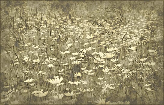 beautiful field of daisy flowers in grunge parchment style