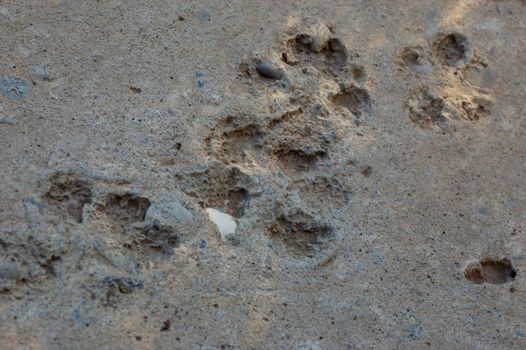 track of wild animal over concrete - victory of nature
