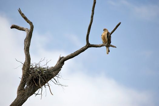 a whistling kite in a tree by its nest