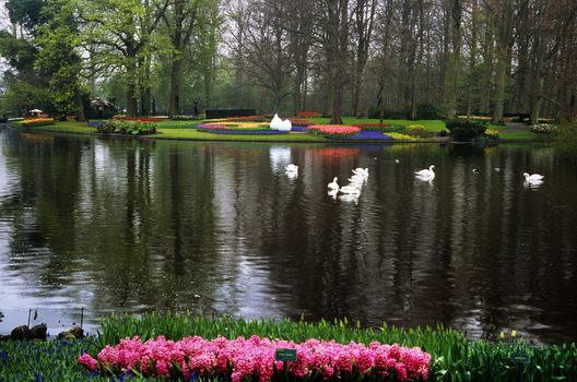 Swans swim in a lake surrounded by spring tulips in Keukenhof Gardens, Lisse, The Netherlands.