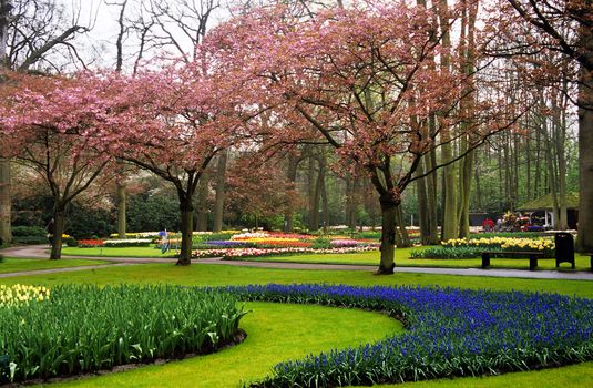 Trees and bulbs bloom and flower in springtime at Keukenhof Gardens in Lisse, the Netherlands.