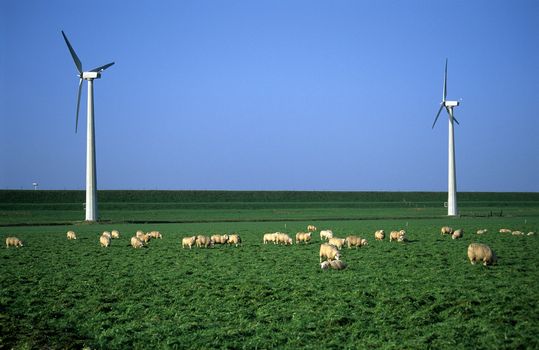 Wooly sheep feasting on green grass at a windpark with modern windmills in the Netherlands.