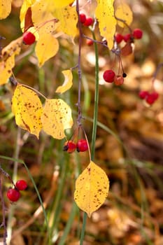 golen fall leaves and red ashberrys 
