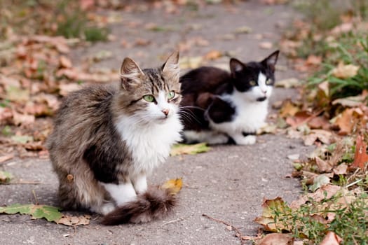 two cats in park road
