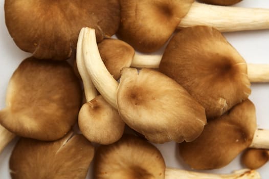 Group of raw delicious mushrooms isolated on white.