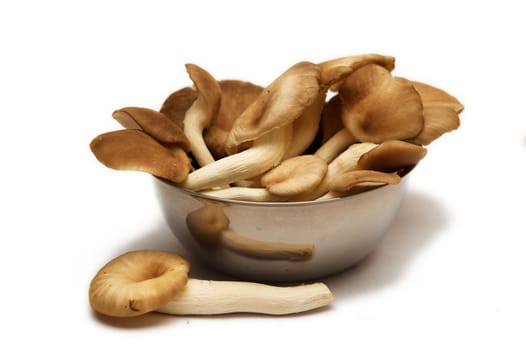 Group of raw delicious mushrooms isolated on white.