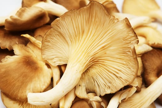 Group of raw delicious mushrooms isolated on white.