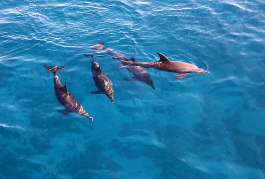 Group of playful dolphins in the bright blue sea