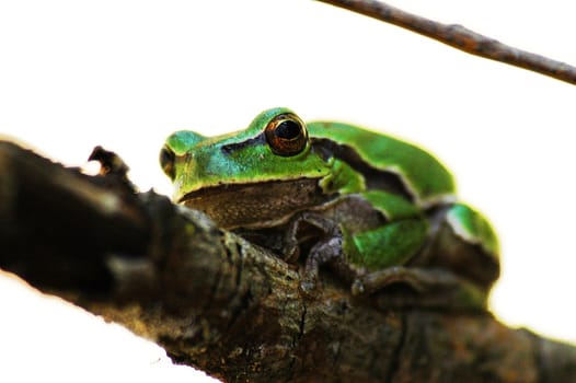 quite green frog on the branch isolated on white.