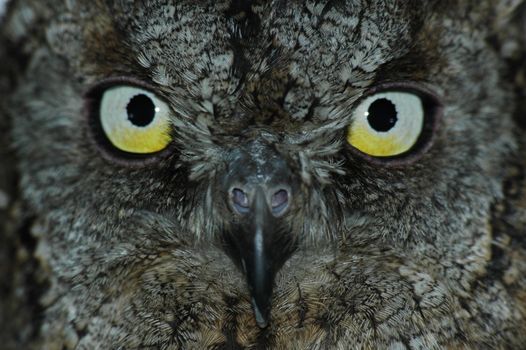 Owl symbol of wisdom. Close-up bright eyes on smart face.