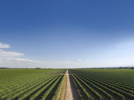 Large vineyard is cut by a road in the middle.