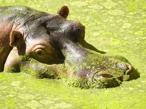 The hippopotamus comes out of the mossy swamp.