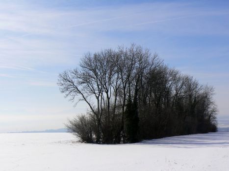 Landscape winter ans trees