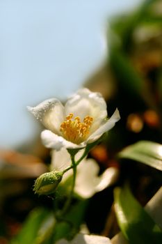 jasmine flower in the sunlight