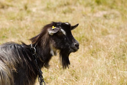Black and white goat in pasture