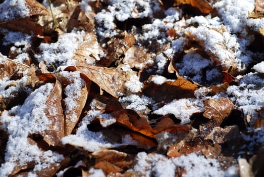 A photograph of frosty fallen leaves on the floor of a wooded area