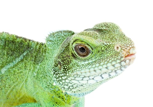 head and facel of an adult agama Physignathus cocincinus 