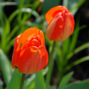 An exactly square photograph of two red tulips