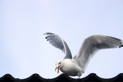 a seagull getting ready for flight from a roof at a restaurant on Nøtterø, Vestfold, Norway.