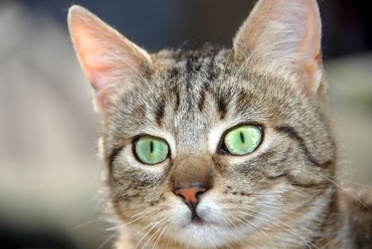 young domestic mixed-bread gray cat with green eyes