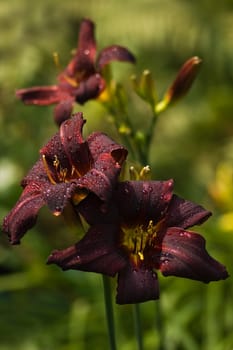 Beautiful dark red daylilies blooming in the summer sun