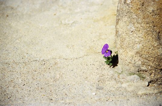 A tiny purple pansy grows out of solid rock in Provence, France.