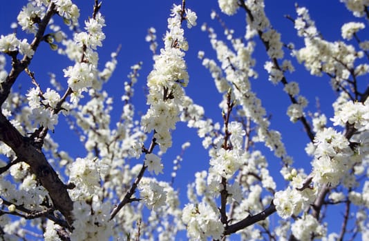 Almond blossoms bloom in southern France.