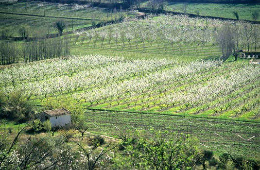 An almond farm in blossom in spring, Provence, France