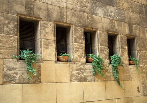 A row of windows lined with Ivy plants in pots, Barcelona, Spain.