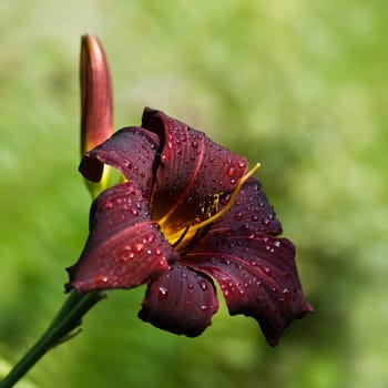 Beautiful dark red daylily blooming in the summer sun