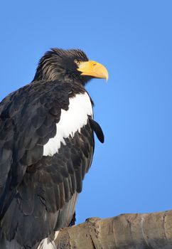 Closeup of Steller's Sea Eagle (Haliaeetus pelagicus) on blue background