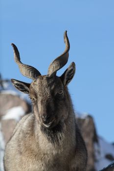 Closeup of young markhor on background with blue sky