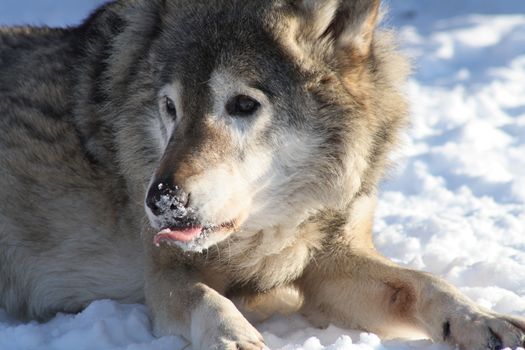Closeup of wolf's muzzle with pink tongue on snow background
