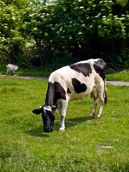 Black and white spotted cow on a pasture in village