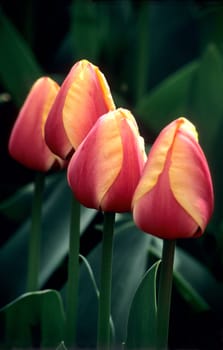 Delicate yellow edged pink tulips dry off after a light spring rain.