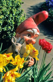 A garden gnome peaks out from behind spring flowering tulips.