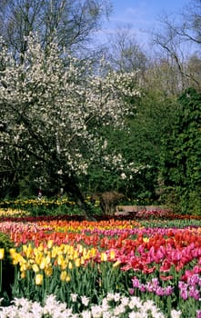 A tree blossoms in a garden filled with Dutch tulips during spring in rural Belgium.