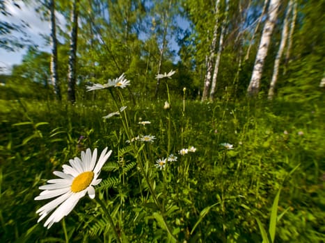 Wide angle shot of chamomile in forest. Focus on nearest flower