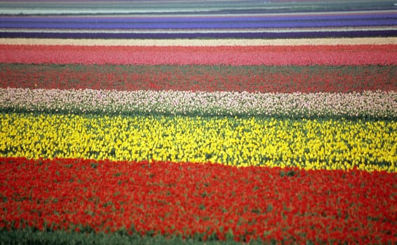 A rainbow coloured field of tulips in Lisse, the Netherlands (shallow depth of field)