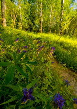Wide angle shot of flowers in forest. Focus on nearest flower