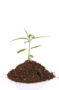 small plant with soil closeup isolated on white background with copy space