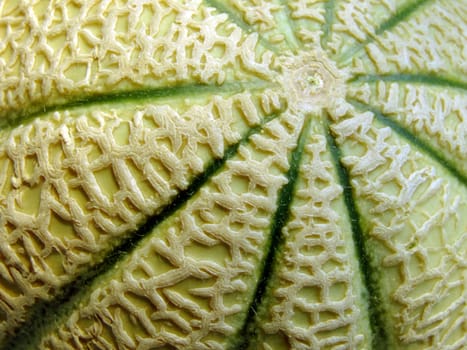 Close-up of a melon