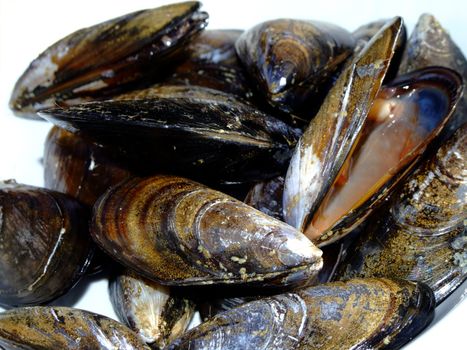 Dish of fresh mussels