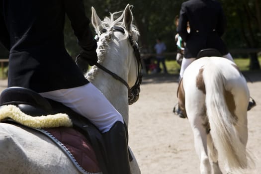 beautiful two horses riding during horse jumping contest