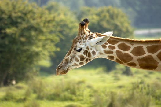 A Giraffe portrait with head and long neck