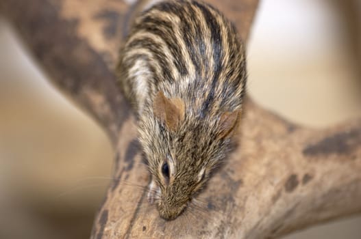 A captive stripped mouse at the zoo