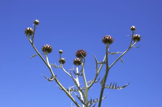 A cardoon with a clear blue sky background