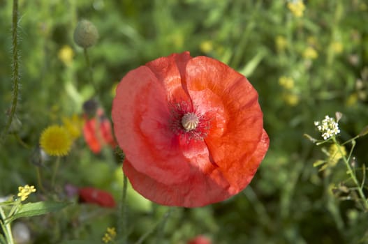 A red Poppy with natural a background