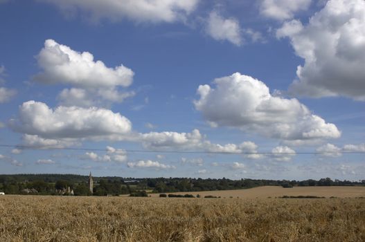 A field of Wheat in summer just before the harvest