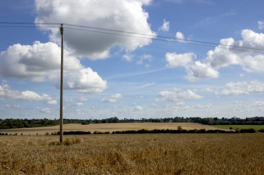 A field of Wheat in summer just before the harvest